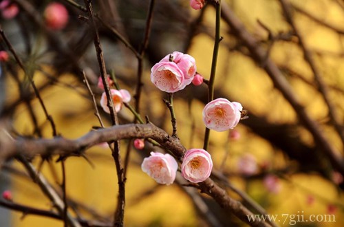 腊梅怎么养？腊梅养护小妙招，花开不断！