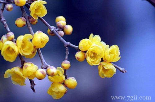 腊梅怎么养？腊梅养护小妙招，花开不断！