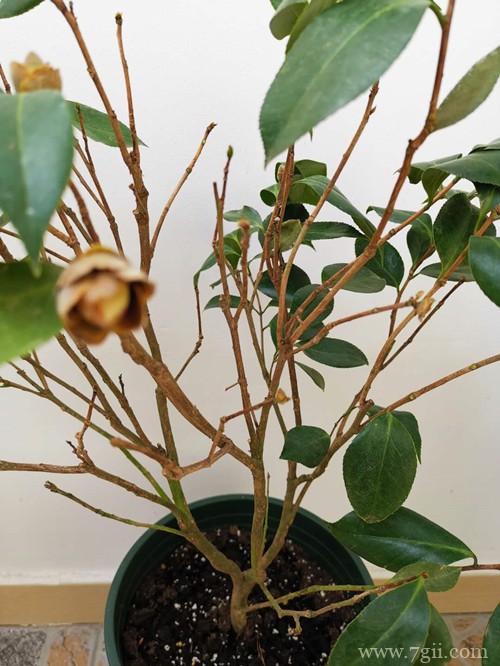 刚上盆不久的茶花开始掉叶子、打卷是什么原因？如何处理！