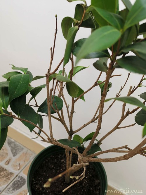 刚上盆不久的茶花开始掉叶子、打卷是什么原因？如何处理！