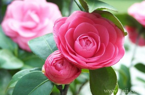 刚上盆不久的茶花开始掉叶子、打卷是什么原因？如何处理！