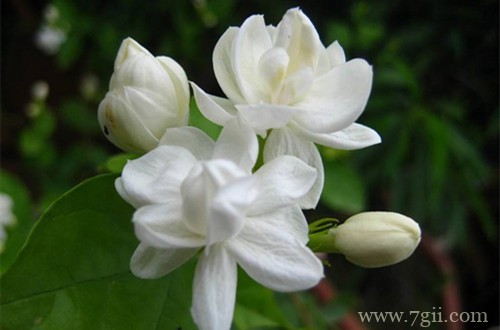 茉莉花换盆时，是否可以将根剪短