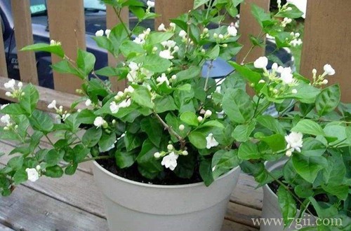茉莉花换盆时，是否可以将根剪短