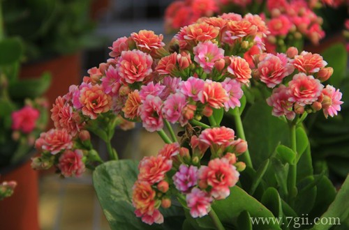 长寿花怎么养才能开花多多？注意这四点，新手也能养成一片花海！