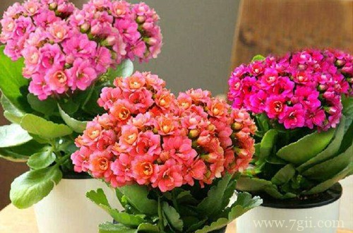 长寿花怎么养才能开花多多？注意这四点，新手也能养成一片花海！