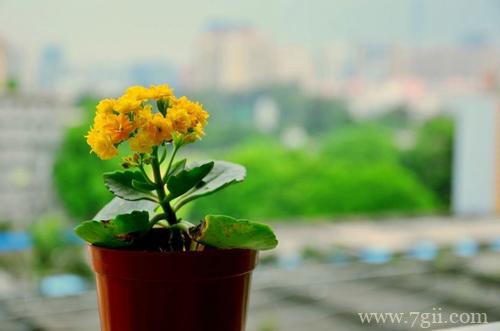 长寿花怎么养才能开花多多？注意这四点，新手也能养成一片花海！