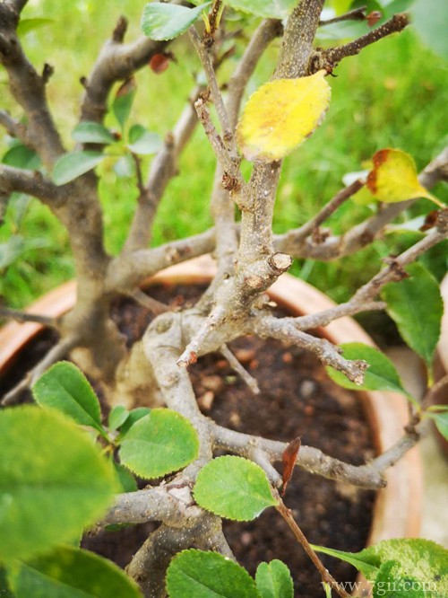养护海棠花不再郁闷，学习这几点养护细节，就可以养好！
