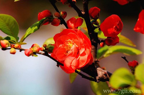 养护海棠花不再郁闷，学习这几点养护细节，就可以养好！