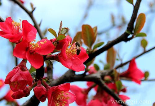 养护海棠花不再郁闷，学习这几点养护细节，就可以养好！