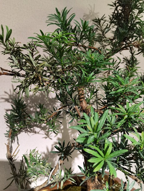 罗汉松叶子干枯怎么办？注意这四点，晚了神仙也难救！