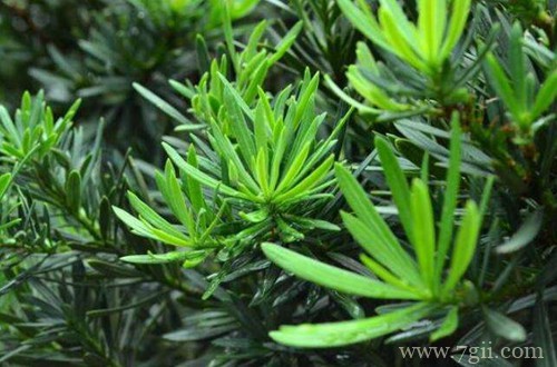 罗汉松叶子干枯怎么办？注意这四点，晚了神仙也难救！