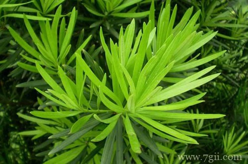 罗汉松叶子干枯怎么办？注意这四点，晚了神仙也难救！