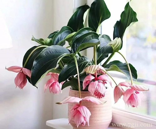 怎么给宝莲灯换盆，换盆好经验分享给大家！