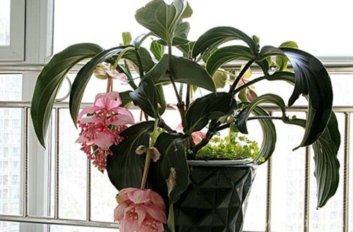 怎么给宝莲灯换盆，换盆好经验分享给大家！