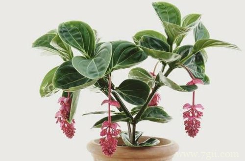 怎么给宝莲灯换盆，换盆好经验分享给大家！