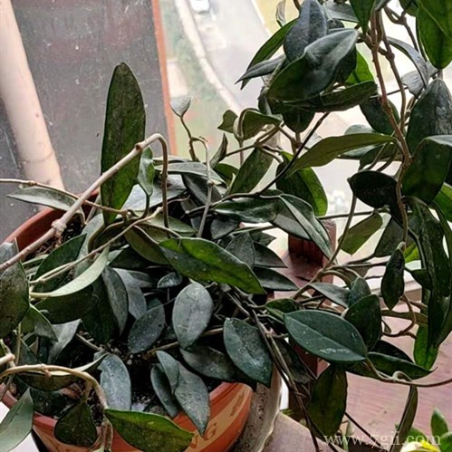 球兰花养了一两年了为啥从不开花？这三点原因，一定要了解！