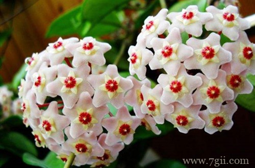 球兰花养了一两年了为啥从不开花？这三点原因，一定要了解！