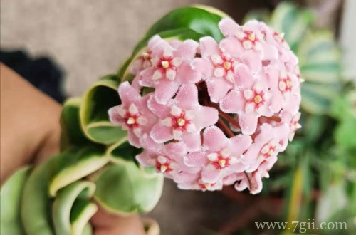 球兰花养了一两年了为啥从不开花？这三点原因，一定要了解！