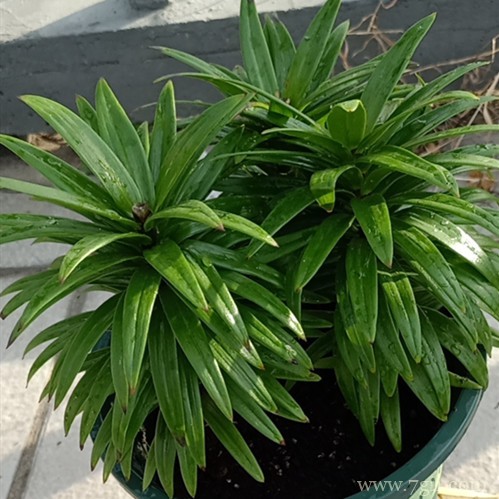 百合花花败后一直长的很旺盛怎么办？要处理吗？