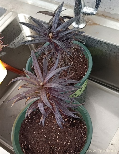 百合花花败后一直长的很旺盛怎么办？要处理吗？