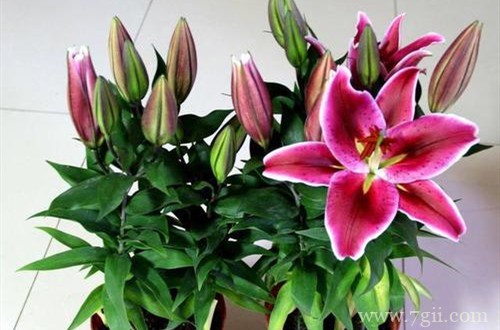 百合花花败后一直长的很旺盛怎么办？要处理吗？