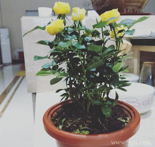 钻石小玫瑰换盆后的养护很重要，养好了花开不停！