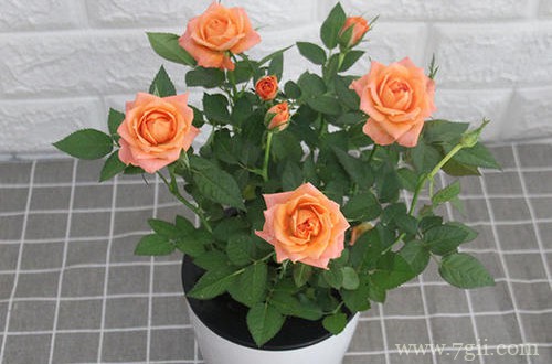 钻石小玫瑰换盆后的养护很重要，养好了花开不停！