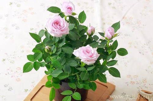 钻石小玫瑰换盆后的养护很重要，养好了花开不停！