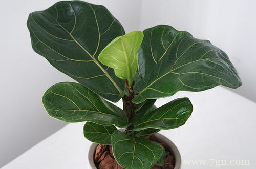 琴叶榕掉叶子是什么原因？怎么救？