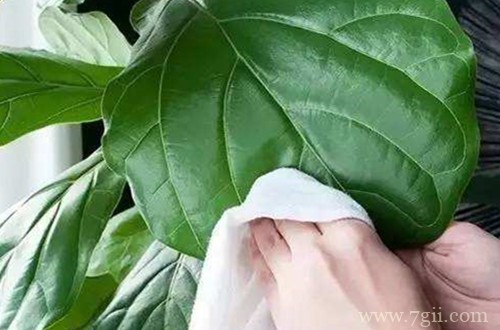 琴叶榕掉叶子是什么原因？怎么救？