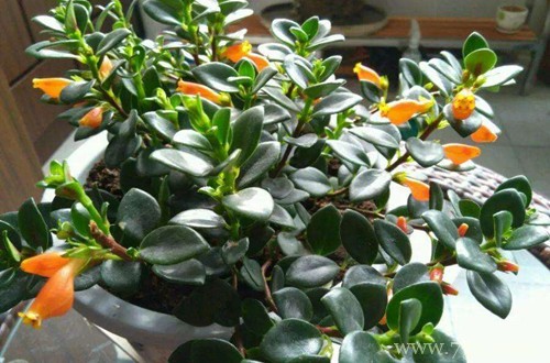 金鱼吊兰冬天怎么养?做好这几点,就能安全过冬!