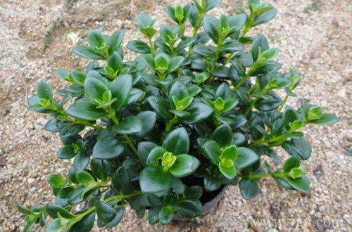 金鱼吊兰冬天怎么养?做好这几点,就能安全过冬!