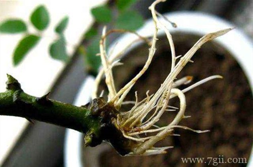 秋天扦插月季都是没长根就先发芽，全部没成活，怎么回事？