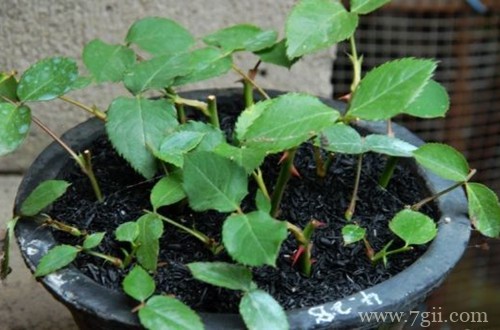 秋天扦插月季都是没长根就先发芽，全部没成活，怎么回事？