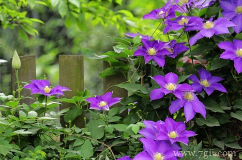 铁线莲冬天会被冻死吗？做好这几点，就能安全过冬！