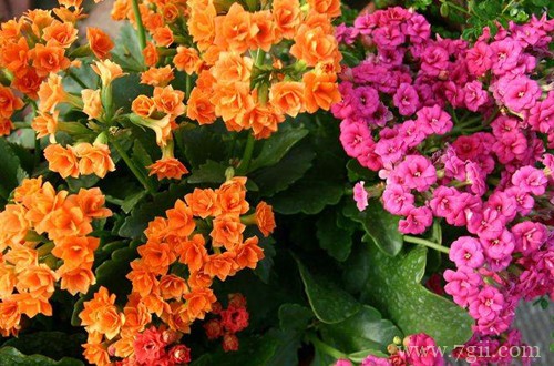 冬天家里养这几种花，从冬开到春，好养又好看！