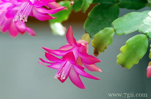 冬天家里养这几种花，从冬开到春，好养又好看！