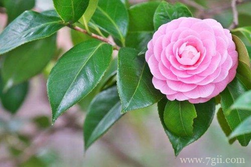 冬天家里养这几种花，从冬开到春，好养又好看！