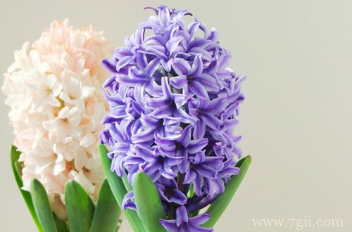 冬天家里养这几种花，从冬开到春，好养又好看！