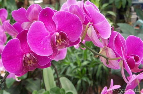 冬天家里养这几种花，从冬开到春，好养又好看！