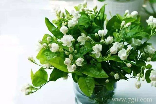 茉莉花叶子枯落、花苞干瘪，怎么救这奄奄一息的茉莉花！