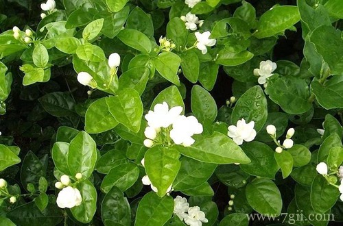 茉莉花叶子枯落、花苞干瘪，怎么救这奄奄一息的茉莉花！