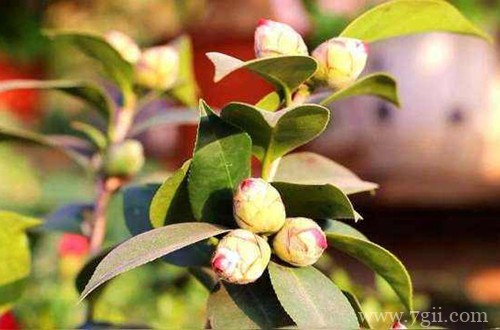 着急，茶花已孕蕾很长时间，迟迟看不到它开花，还要等多久！