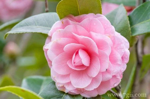 着急，茶花已孕蕾很长时间，迟迟看不到它开花，还要等多久！