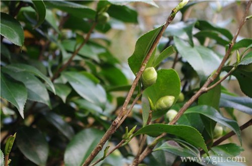 着急，茶花已孕蕾很长时间，迟迟看不到它开花，还要等多久！