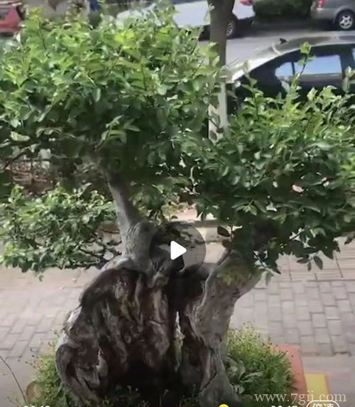 榆树盆景换盆后怎么养护？注意这四点养护方法，就能服盆快！