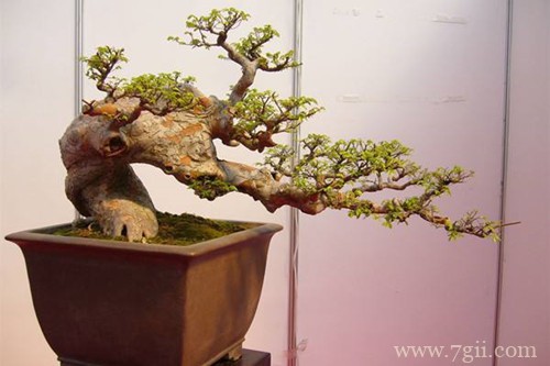 榆树盆景换盆后怎么养护？注意这四点养护方法，就能服盆快！