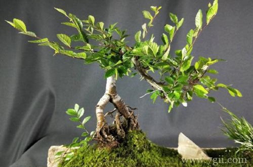 榆树盆景换盆后怎么养护？注意这四点养护方法，就能服盆快！