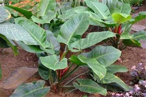 红苞喜林芋怎么分株或移栽？选用这种方法，可以一盆变多盆！