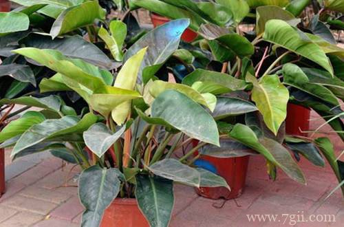 红苞喜林芋怎么分株或移栽？选用这种方法，可以一盆变多盆！